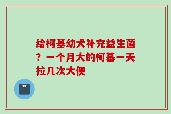 给柯基幼犬补充益生菌？一个月大的柯基一天拉几次大便