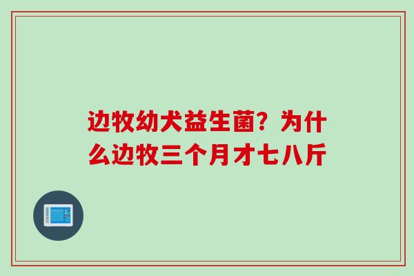 边牧幼犬益生菌?为什么边牧三个月才七八斤 边牧幼犬益生菌?为什么边牧三个月才七八斤