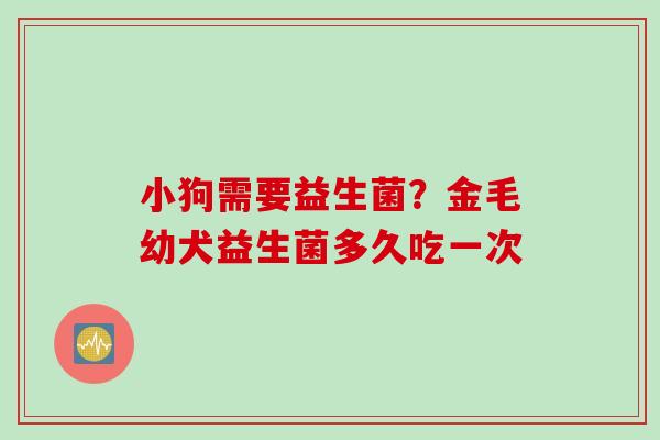 小狗需要益生菌？金毛幼犬益生菌多久吃一次
