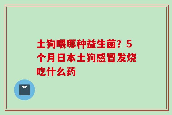 土狗喂哪种益生菌?5个月日本土狗发烧吃什么药 土狗喂哪种益生菌?5个月日本土狗发烧吃什么药