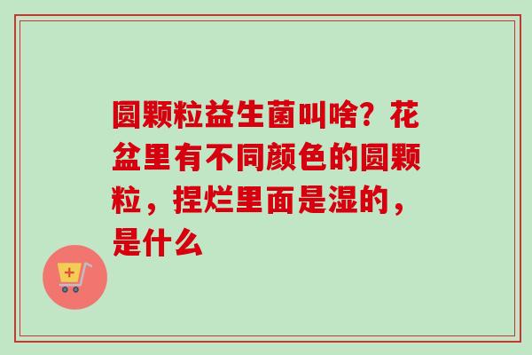 圆颗粒益生菌叫啥？花盆里有不同颜色的圆颗粒，捏烂里面是湿的，是什么