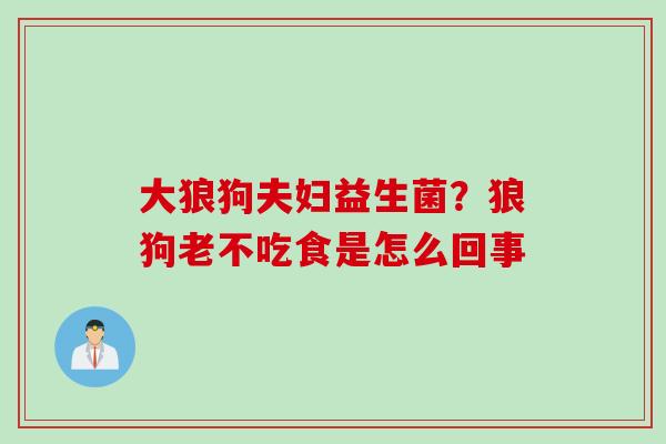 大狼狗夫妇益生菌？狼狗老不吃食是怎么回事