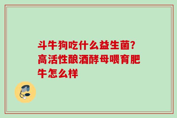 斗牛狗吃什么益生菌?高活性酿酒酵母喂育肥牛怎么样 斗牛狗吃什么益生菌?高活性酿酒酵母喂育肥牛怎么样