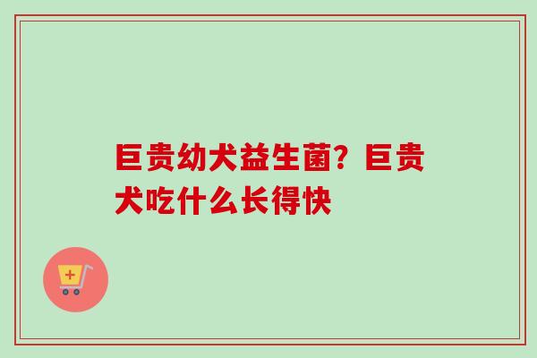 巨贵幼犬益生菌？巨贵犬吃什么长得快