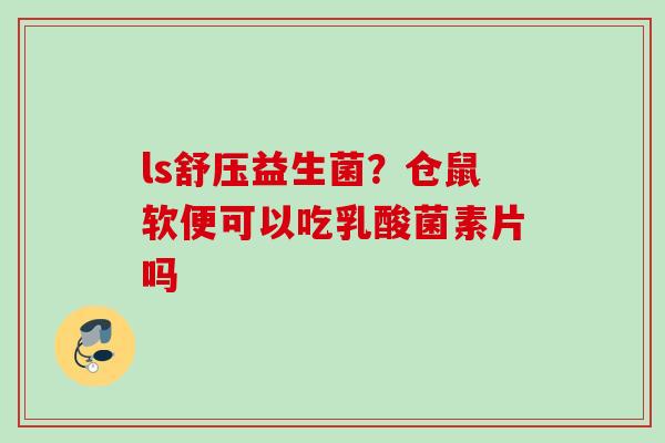 ls舒压益生菌？仓鼠软便可以吃乳酸菌素片吗