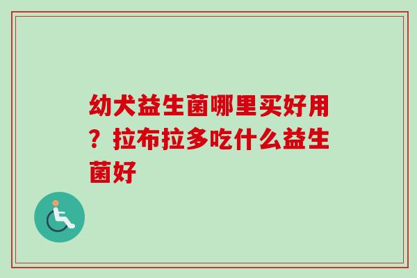 幼犬益生菌哪里买好用？拉布拉多吃什么益生菌好
