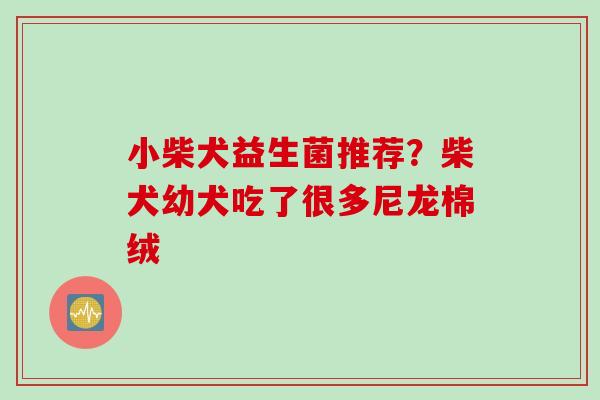 小柴犬益生菌推荐？柴犬幼犬吃了很多尼龙棉绒