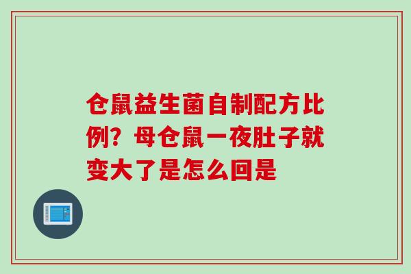 仓鼠益生菌自制配方比例?母仓鼠一夜肚子就变大了是怎么回是 仓鼠益生菌自制配方比例?母仓鼠一夜肚子就变大了是怎么回是