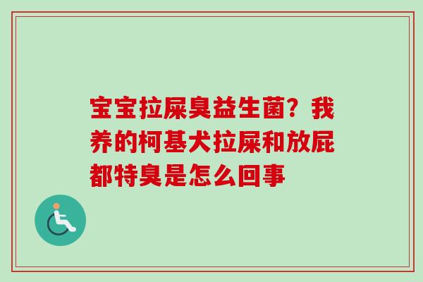 宝宝拉屎臭益生菌?我养的柯基犬拉屎和放屁都特臭是怎么回事 宝宝拉屎臭益生菌?我养的柯基犬拉屎和放屁都特臭是怎么回事