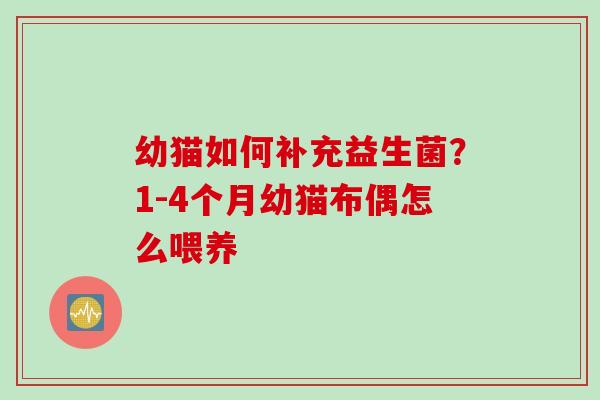幼猫如何补充益生菌?1-4个月幼猫布偶怎么喂养 幼猫如何补充益生菌?1-4个月幼猫布偶怎么喂养