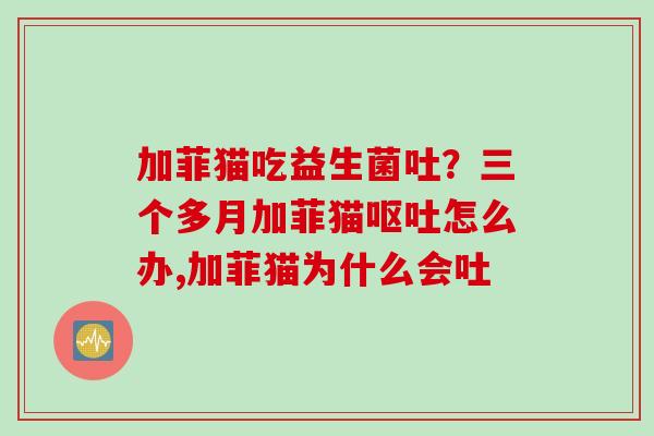 加菲猫吃益生菌吐？三个多月加菲猫怎么办,加菲猫为什么会吐