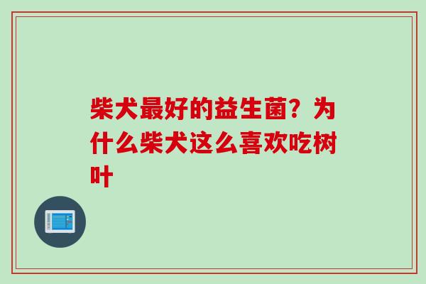 柴犬好的益生菌?为什么柴犬这么喜欢吃树叶 柴犬好的益生菌?为什么柴犬这么喜欢吃树叶