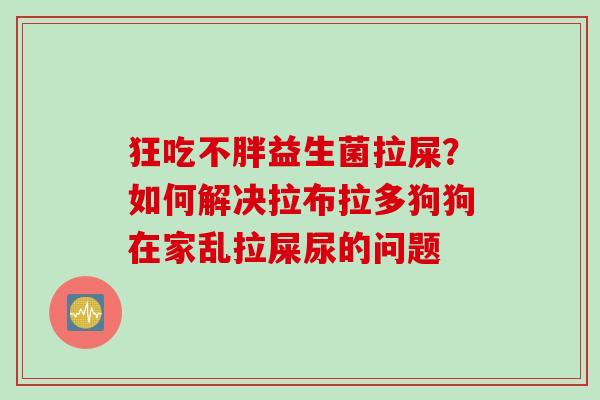 狂吃不胖益生菌拉屎?如何解决拉布拉多狗狗在家乱拉屎尿的问题 狂吃不胖益生菌拉屎?如何解决拉布拉多狗狗在家乱拉屎尿的问题