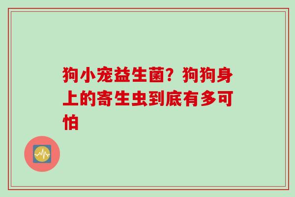 狗小宠益生菌？狗狗身上的寄生虫到底有多可怕