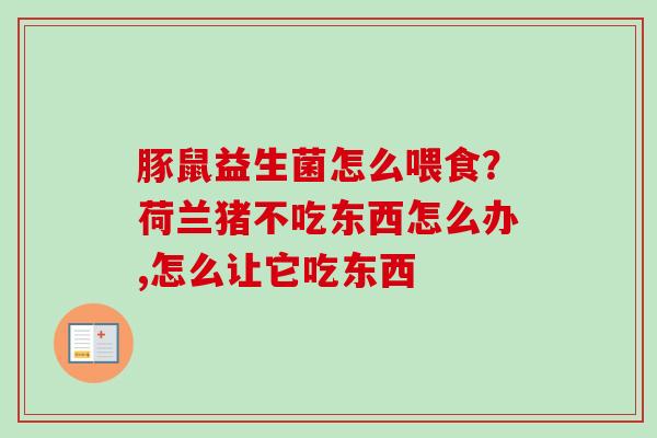 豚鼠益生菌怎么喂食？荷兰猪不吃东西怎么办,怎么让它吃东西