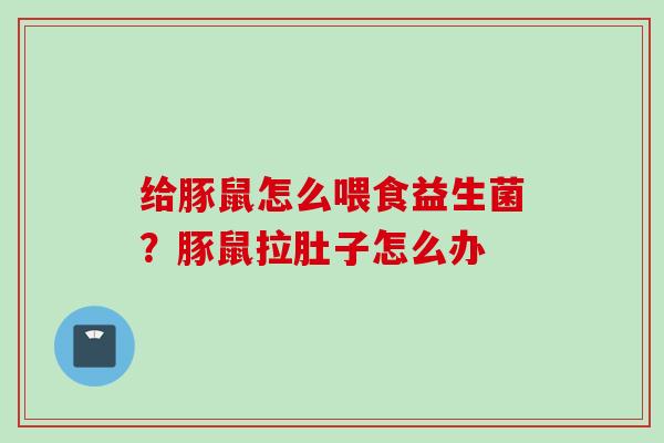 给豚鼠怎么喂食益生菌？豚鼠拉肚子怎么办