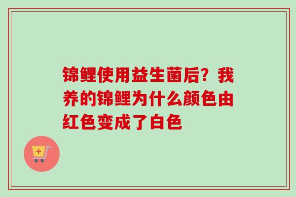 锦鲤使用益生菌后？我养的锦鲤为什么颜色由红色变成了白色
