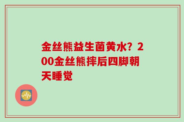 金丝熊益生菌黄水？200金丝熊摔后四脚朝天睡觉