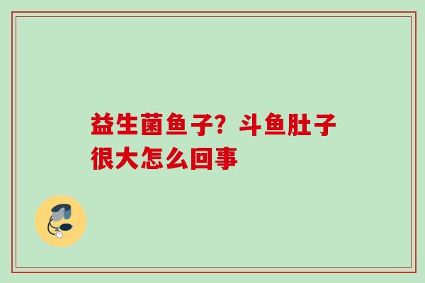 益生菌鱼子？斗鱼肚子很大怎么回事