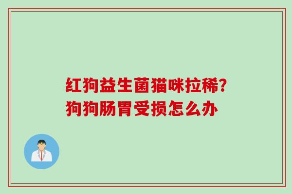 红狗益生菌猫咪拉稀？狗狗肠胃受损怎么办