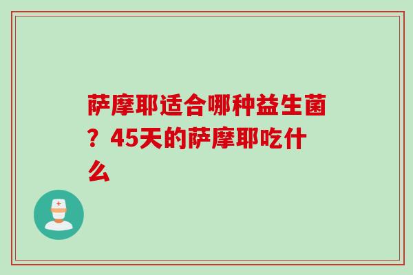 萨摩耶适合哪种益生菌?45天的萨摩耶吃什么 萨摩耶适合哪种益生菌?45天的萨摩耶吃什么