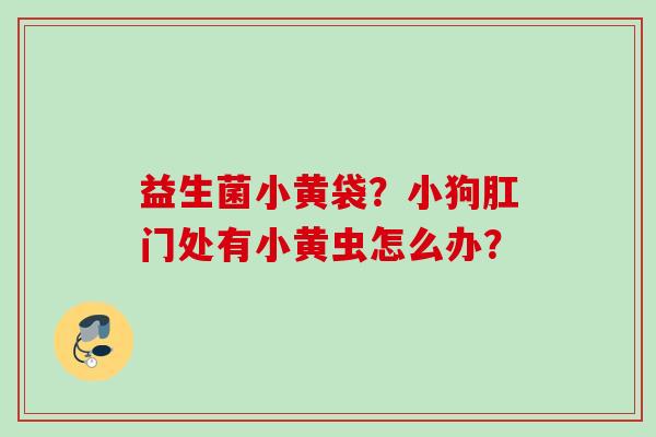 益生菌小黄袋?小狗肛门处有小黄虫怎么办? 益生菌小黄袋?小狗肛门处有小黄虫怎么办?