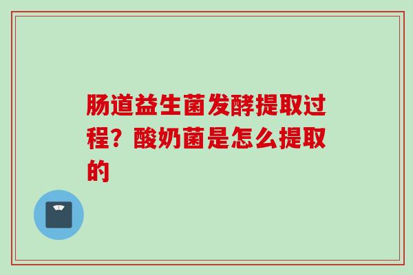 肠道益生菌发酵提取过程？酸奶菌是怎么提取的