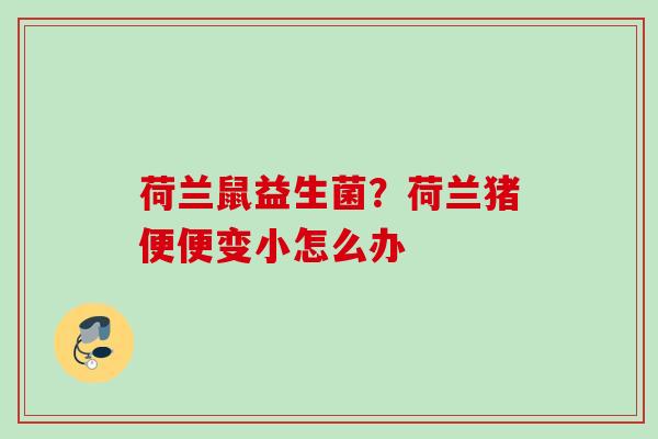 荷兰鼠益生菌？荷兰猪便便变小怎么办