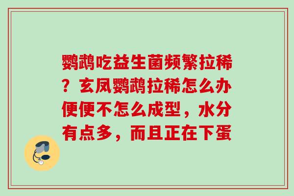 鹦鹉吃益生菌频繁拉稀?玄凤鹦鹉拉稀怎么办便便不怎么成型,水分有点多,而且正在下蛋 鹦鹉吃益生菌频繁拉稀?玄凤鹦鹉拉稀怎么办便便不怎么成型,水分有点多,而且正在下蛋