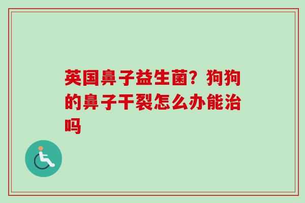 英国鼻子益生菌?狗狗的鼻子干裂怎么办能吗 英国鼻子益生菌?狗狗的鼻子干裂怎么办能吗