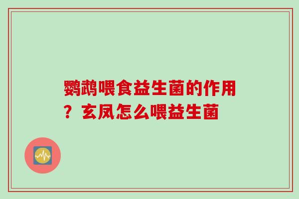 鹦鹉喂食益生菌的作用?玄凤怎么喂益生菌 鹦鹉喂食益生菌的作用?玄凤怎么喂益生菌