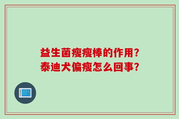 益生菌瘦瘦棒的作用?泰迪犬偏瘦怎么回事? 益生菌瘦瘦棒的作用?泰迪犬偏瘦怎么回事?