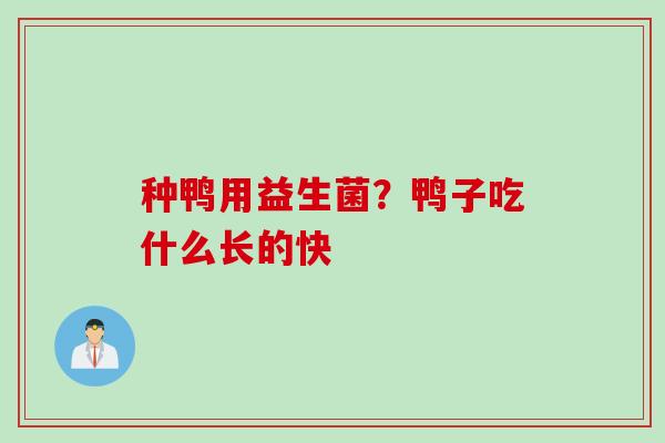 种鸭用益生菌?鸭子吃什么长的快 种鸭用益生菌?鸭子吃什么长的快