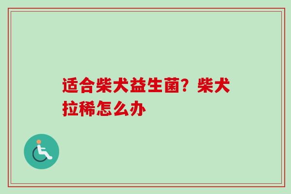 适合柴犬益生菌？柴犬拉稀怎么办