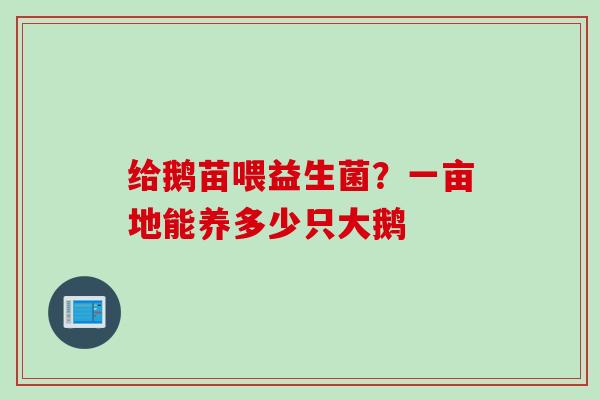 给鹅苗喂益生菌?一亩地能养多少只大鹅 给鹅苗喂益生菌?一亩地能养多少只大鹅