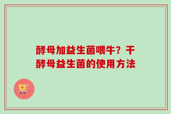 酵母加益生菌喂牛？干酵母益生菌的使用方法