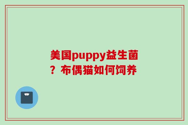 美国puppy益生菌？布偶猫如何饲养