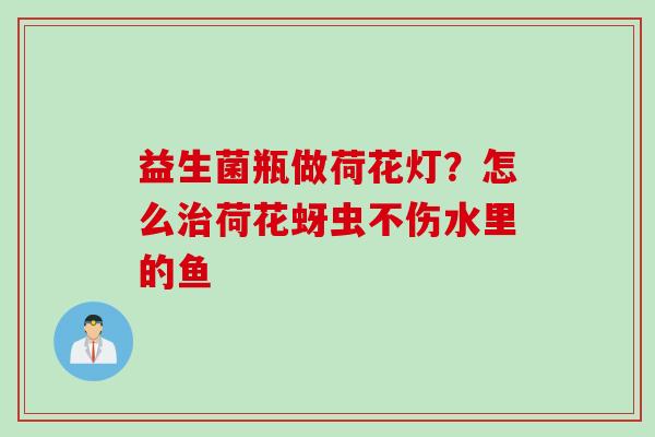 益生菌瓶做荷花灯？怎么荷花蚜虫不伤水里的鱼