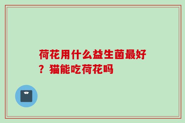 荷花用什么益生菌好？猫能吃荷花吗