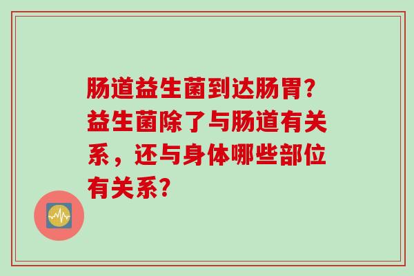 肠道益生菌到达肠胃?益生菌除了与肠道有关系,还与身体哪些部位有关系? 肠道益生菌到达肠胃?益生菌除了与肠道有关系,还与身体哪些部位有关系?