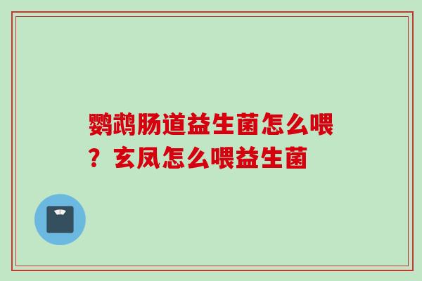 鹦鹉肠道益生菌怎么喂？玄凤怎么喂益生菌