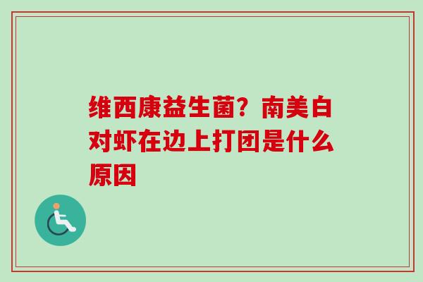 维西康益生菌?南美白对虾在边上打团是什么原因 维西康益生菌?南美白对虾在边上打团是什么原因