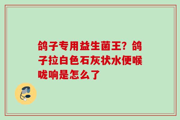 鸽子专用益生菌王？鸽子拉白色石灰状水便喉咙响是怎么了