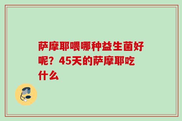 萨摩耶喂哪种益生菌好呢？45天的萨摩耶吃什么
