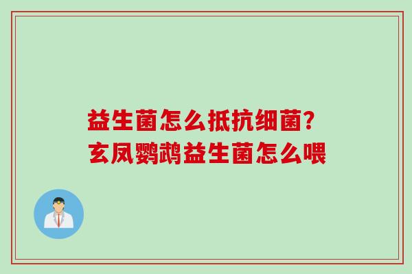 益生菌怎么抵抗?玄凤鹦鹉益生菌怎么喂 益生菌怎么抵抗?玄凤鹦鹉益生菌怎么喂