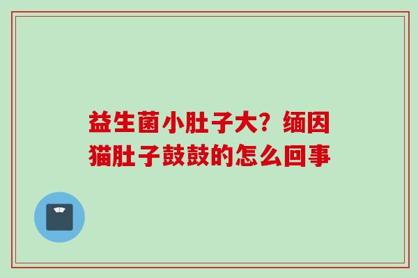 益生菌小肚子大？缅因猫肚子鼓鼓的怎么回事