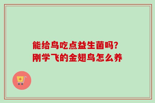 能给鸟吃点益生菌吗？刚学飞的金翅鸟怎么养
