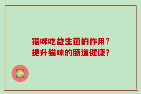 猫咪吃益生菌的作用？提升猫咪的肠道健康？