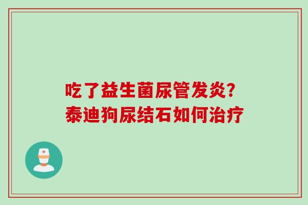 吃了益生菌尿管发炎？泰迪狗尿结石如何