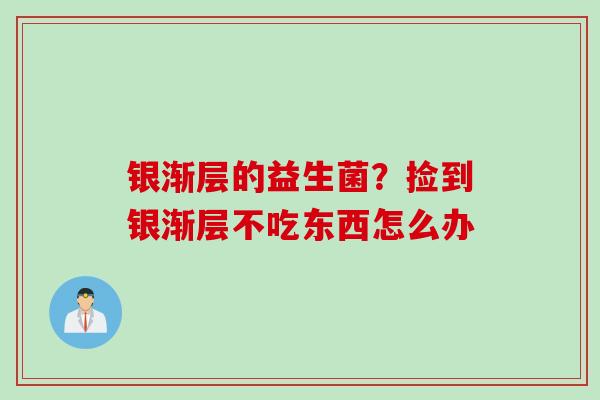 银渐层的益生菌？捡到银渐层不吃东西怎么办
